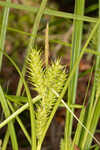 False hop sedge